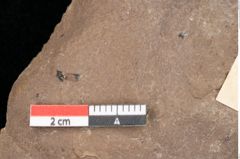 Foto (Detailsansicht) von Quercus palaeoilex Ettingshausen (NHMW-GEO-2024-0188-0752)
